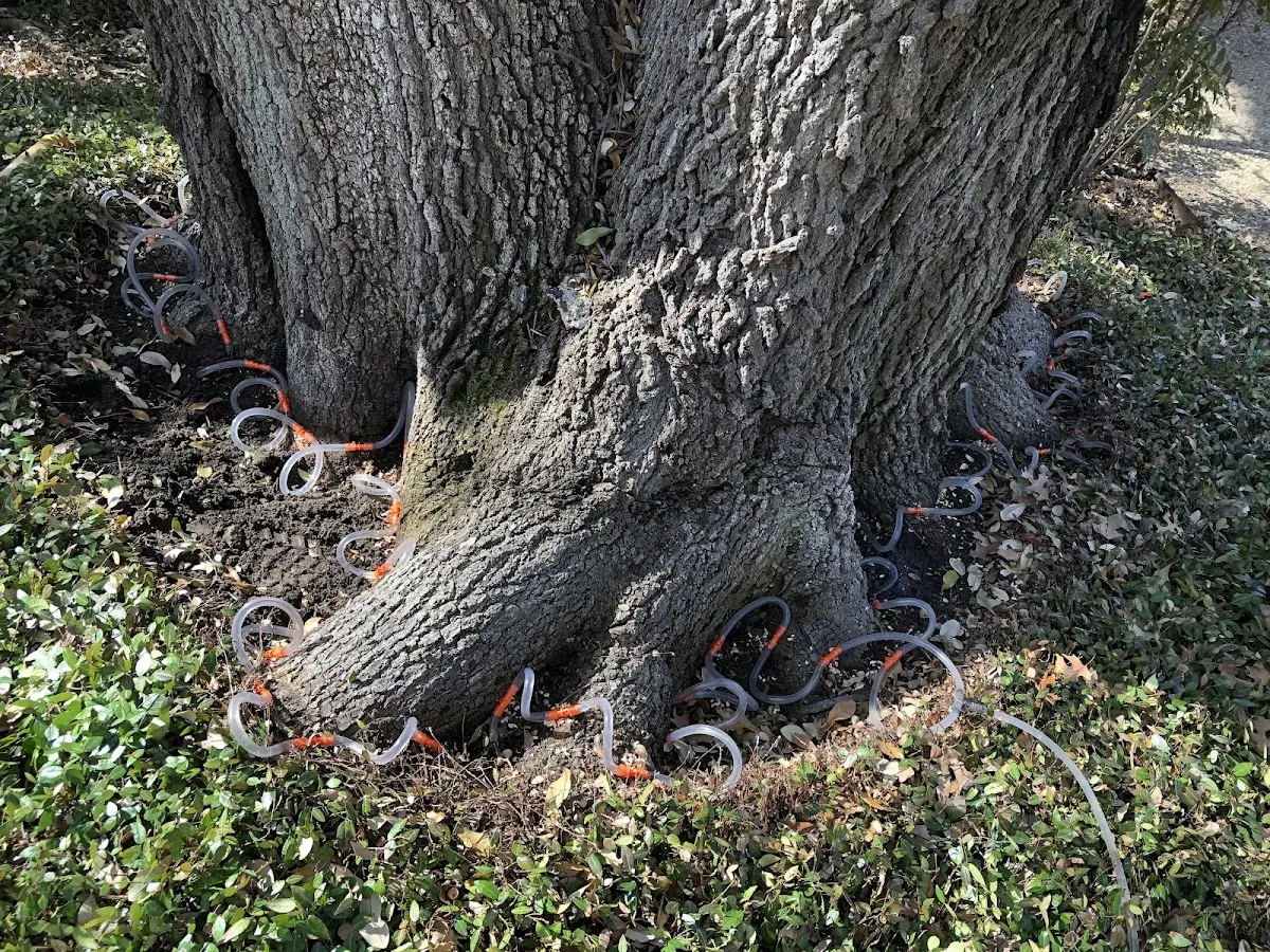 Detailed Tree Cabling and Bracing job site in Highland Lake