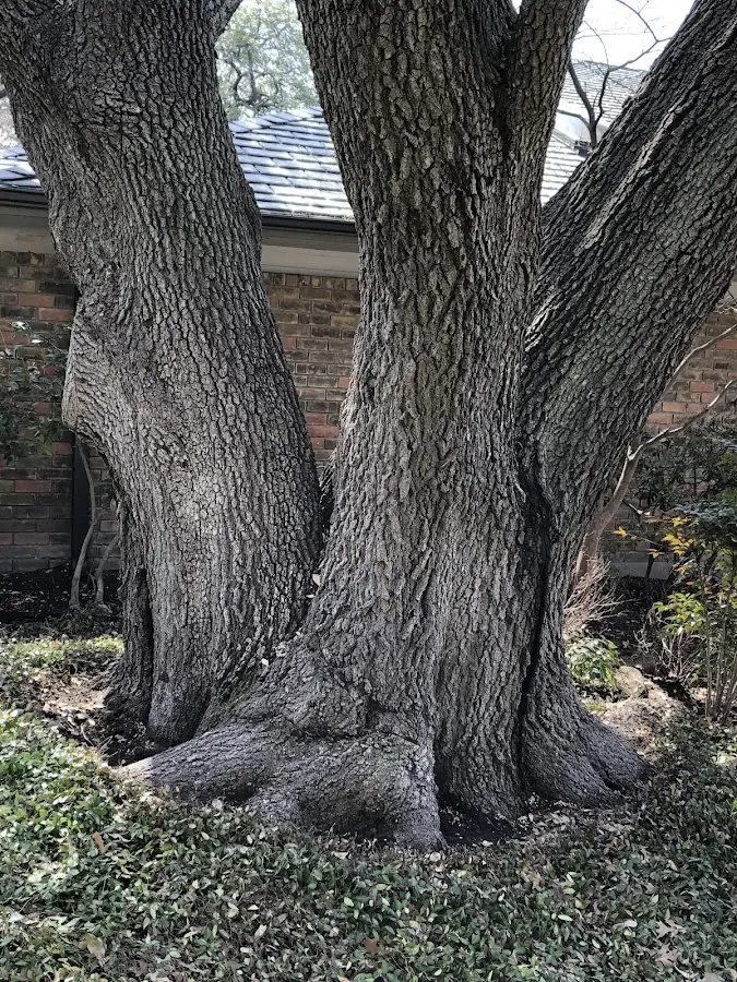 Mature heritage tree close to a Highland Lake property cared for by certified arborists